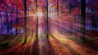 Autumn Light 2